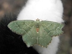 Common Emerald (Hemithea aestivaria)