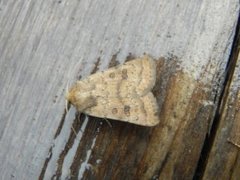 The Uncertain (Hoplodrina octogenaria)