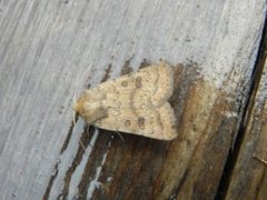 Lyst ringurtefly (Hoplodrina octogenaria)