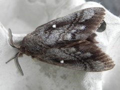 Pine Lappet (Dendrolimus pini)