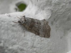 Common Lutestring (Ochropacha duplaris)
