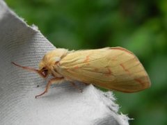 Spøkelsesroteter (Hepialus humuli)