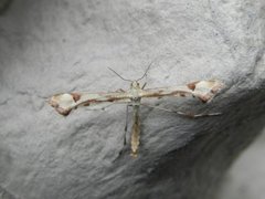 Triangle Plume (Platyptilia gonodactyla)