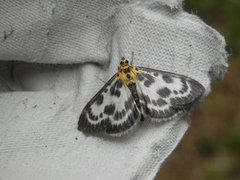 Small Magpie (Anania hortulata)