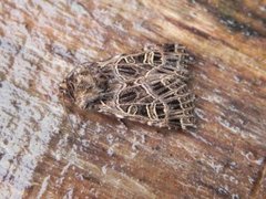 Nettnellikfly (Sideridis reticulata)