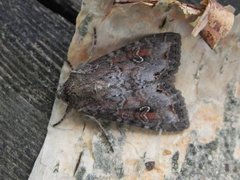 Pale Shining Brown (Polia bombycina)