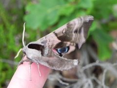 Kveldpåfugløye (Smerinthus ocellata)