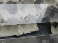 Cream Wave (Scopula incanata)