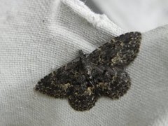 Waved Black (Parascotia fuliginaria)