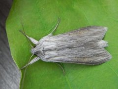 Lyst hettefly (Cucullia umbratica)