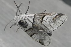 Poplar Kitten (Furcula bifida)