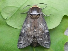 Goat Moth (Cossus cossus)