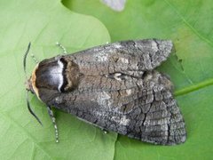 Goat Moth (Cossus cossus)
