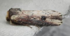 Flame (Axylia putris)