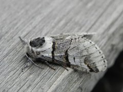Poplar Kitten (Furcula bifida)