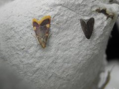Purpurhalmmott (Hypsopygia costalis)