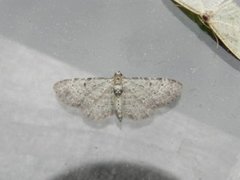 Bilberry Pug (Pasiphila debiliata)