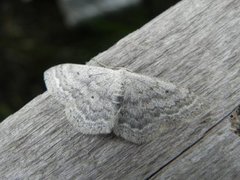 Cream Wave (Scopula incanata)