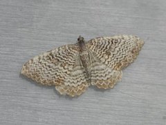 Scallop Shell (Rheumaptera undulata)