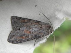 Pale Shining Brown (Polia bombycina)