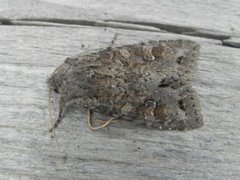 Pale Shining Brown (Polia bombycina)