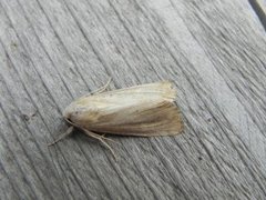 Lyme Grass (Longalatedes elymi)