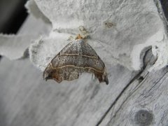 Sigdfly (Laspeyria flexula)