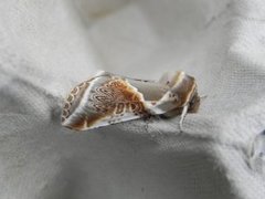 Buff Arches (Habrosyne pyritoides)