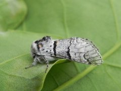 Grå gaffelstjert (Furcula bifida)