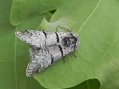 Grå gaffelstjert (Furcula bifida)