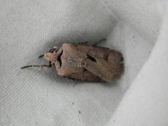 Heart and Dart (Agrotis exclamationis)
