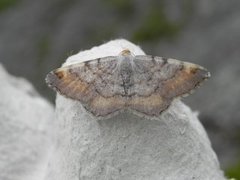 Tawny-barred Angle (Macaria liturata)