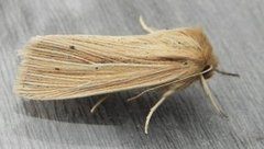 Brungult gressfly (Mythimna impura)