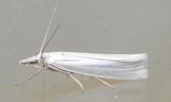 Yellow Satin Veneer (Crambus perlella)