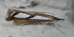 Treflekket nebbmott (Catoptria permutatella)