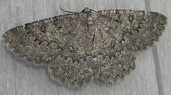 The Annulet (Charissa obscurata)