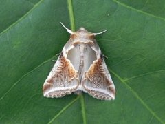 Buff Arches (Habrosyne pyritoides)