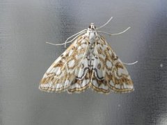 Flekkdammott (Elophila nymphaeata)