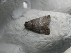 Common Lutestring (Ochropacha duplaris)