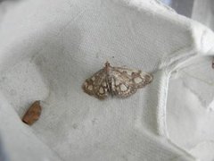 Elder Pearl (Anania coronata)