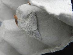 Cream Wave (Scopula incanata)