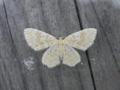 Small Yellow Wave (Hydrelia flammeolaria)