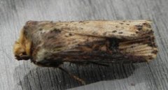 Flame (Axylia putris)