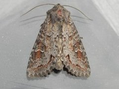 Pale Shining Brown (Polia bombycina)