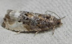Marbled Orchard Tortrix (Hedya nubiferana)