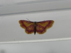 Purpurengmåler (Idaea muricata)