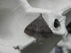 Skogviftefly (Zanclognatha lunalis)