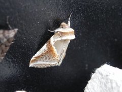 Buff Arches (Habrosyne pyritoides)