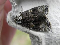 The Coronet (Craniophora ligustri)