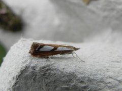 Treflekket nebbmott (Catoptria permutatella)